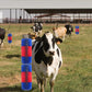 🐄 Tidsbegrenset tilbud: 50 % rabatt! 🐴 Fullmassasje- og skrapebørste for husdyr – tette børstehår, veggmontering, passer til flere dyrearter ✨